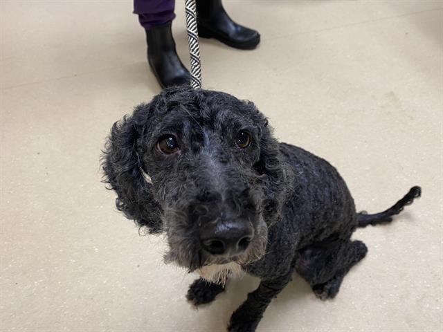 Shelter Stray Male Dog last seen Near BLOCK N VEL R PHILLIPS, 3839 W Burnham St, West Milwaukee, WI 53215, USA