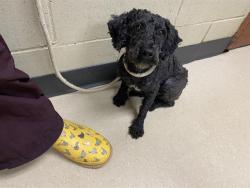 Shelter Stray Female Dog last seen Near BLOCK N VEL R PHILLIPS, 3839 W Burnham St, West Milwaukee, WI 53215, USA