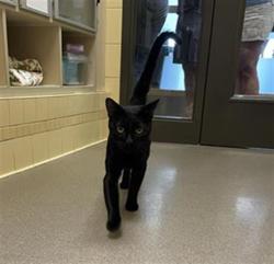 Shelter Stray Male Cat last seen Near BLOCK N XANTHIA ST, DENVER CO 80220, 1241 W Bayaud Ave, Denver, CO 80223, USA