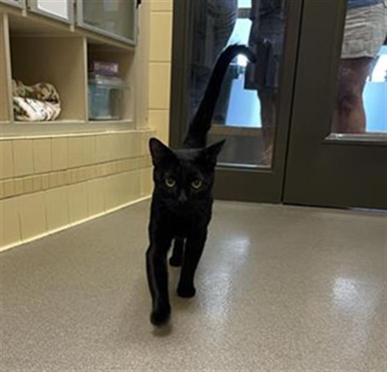 Shelter Stray Male Cat last seen Near BLOCK N XANTHIA ST, DENVER CO 80220, 1241 W Bayaud Ave, Denver, CO 80223, USA
