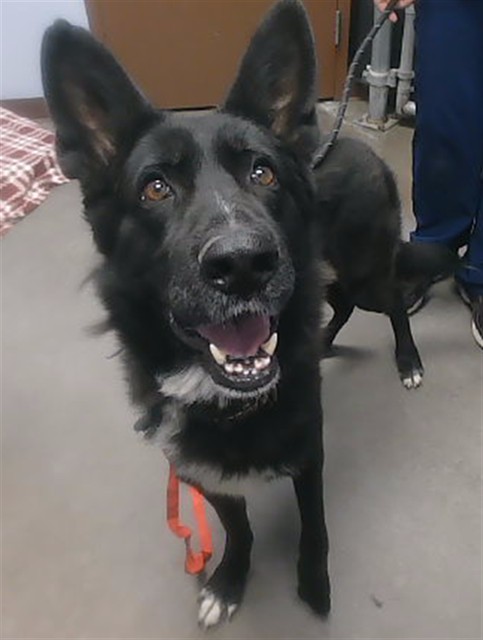 Shelter Stray Male Dog last seen MONTEREY WAY AND 63RD AVE, 2500 S 27th Ave, Phoenix, AZ 85009, USA