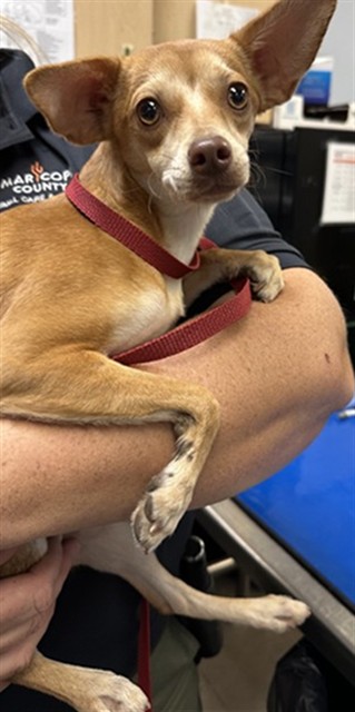 Shelter Stray Female Dog last seen 27TH AVE AND INDIAN SCHOOL RD, 2500 S 27th Ave, Phoenix, AZ 85009, USA