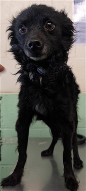 Shelter Stray Male Dog last seen Near NATOMAS CROSSING DR, 2127 Front St, Sacramento, CA 95818, USA