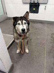 Shelter Stray Female Dog last seen 43RD AVE AND THOMAS RD, 1920 S Lewis, Mesa, AZ 85210, USA