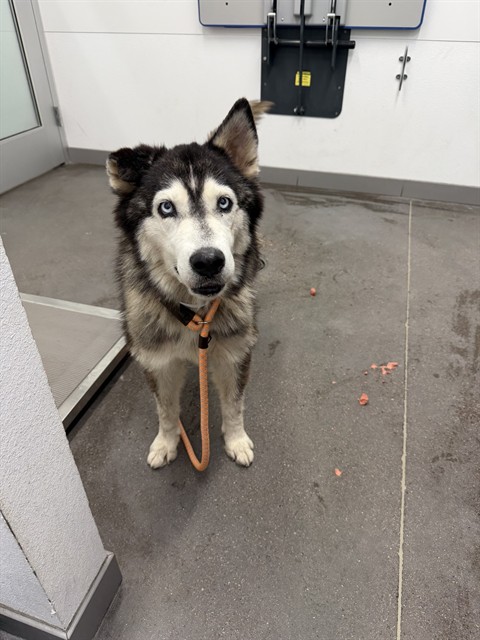 Shelter Stray Female Dog last seen 43RD AVE AND THOMAS RD, 1920 S Lewis, Mesa, AZ 85210, USA