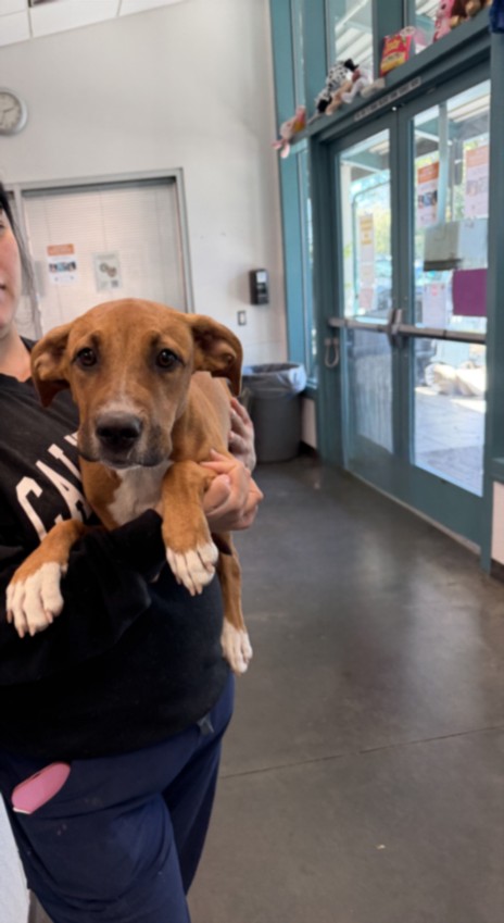 Shelter Stray Male Dog last seen , West Valley Animal Shelter, 20655 Plummer St, Chatsworth, CA 91311, USA