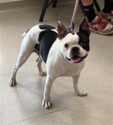 Shelter Stray Male Dog last seen Near BLOCK BLCK E 14TH ST, LONG BEACH, CA 90804, 7700 E Spring St, Long Beach, CA 90815, USA