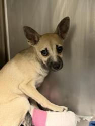 Shelter Stray Female Dog last seen Near BLOCK OLIVEWOOD AVENUE, RIVERSIDE, CA, 6851 Van Buren Boulevard, Jurupa Valley, CA 92509, USA