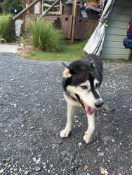 Found/Stray Male Dog last seen Blue collar with with air tag, Bradley County, TN 37353