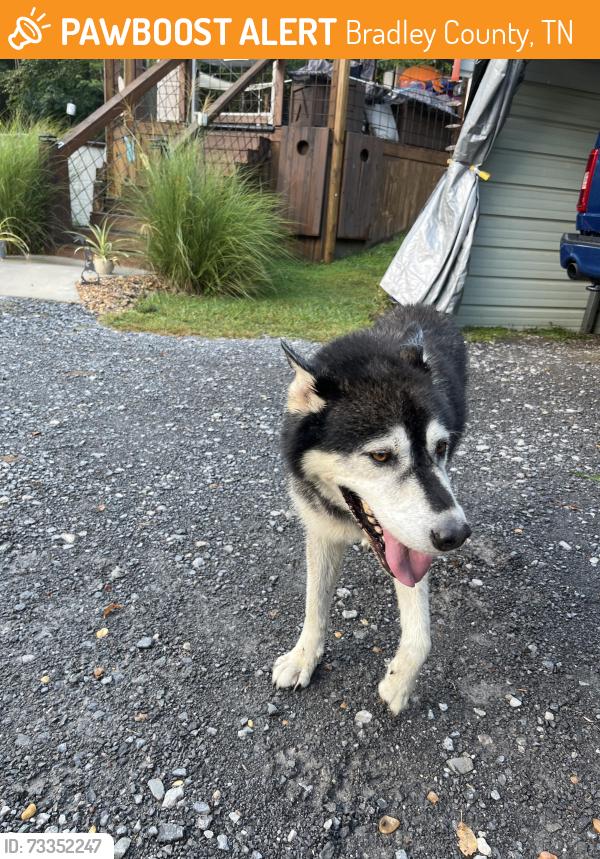 Found/Stray Male Dog last seen Blue collar with with air tag, Bradley County, TN 37353