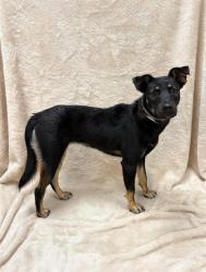 Shelter Stray Female Dog last seen , 38550 Sierra Hwy, Palmdale, CA 93550, USA