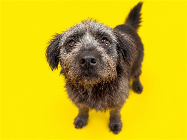 Shelter Stray Male Dog last seen Near BLOCK NW 79 AVE, 3599 NW 79th Ave, Doral, FL 33122, USA