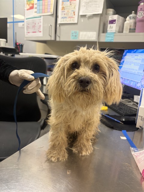 Shelter Stray Male Dog last seen Near BLOCK S SANTA FE AVE, SAN JACINTO, CA, 92583, 581 S Grand Ave, San Jacinto, CA 92582, USA
