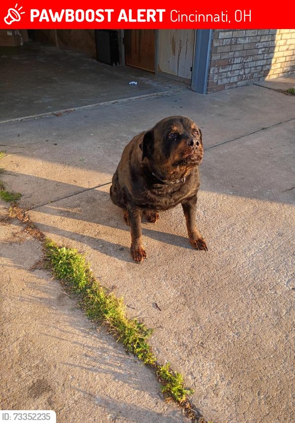 Lost Male Dog last seen Near altura dr. Cinnamon. Oh, Cincinnati, OH 45239