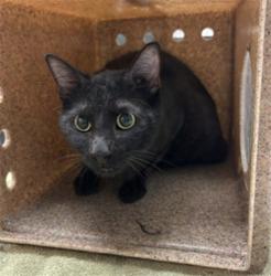 Shelter Stray Male Cat last seen Near BLOCK S SANTA FE AVE, SAN JACINTO, CA, 92583, 581 S Grand Ave, San Jacinto, CA 92582, USA