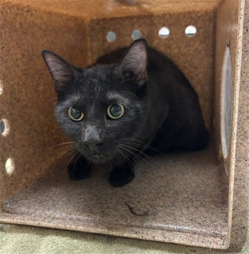 Shelter Stray Male Cat last seen Near BLOCK S SANTA FE AVE, SAN JACINTO, CA, 92583, 581 S Grand Ave, San Jacinto, CA 92582, USA