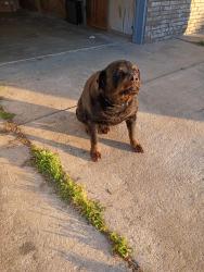 Lost Male Dog last seen Near altura dr. Cinnamon. Oh, Cincinnati, OH 45239