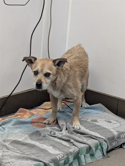 Shelter Stray Male Dog last seen , 4000 N Silverbell Rd, Tucson, AZ 85745, USA