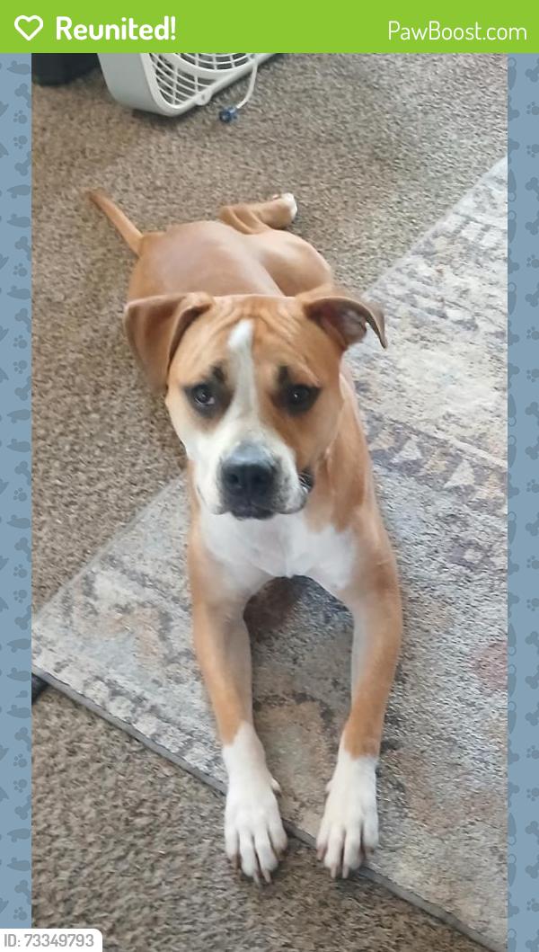 Reunited Male Dog last seen forest home and lincoln ave, Milwaukee, WI 53215