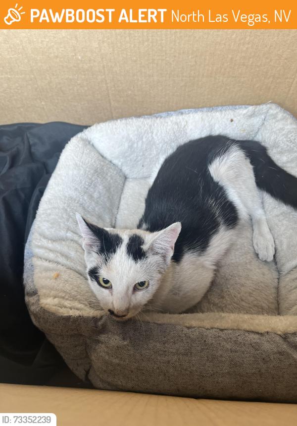 Found/Stray Male Cat last seen Revere and Alexander/Craig North Las Vegas, North Las Vegas, NV 89032