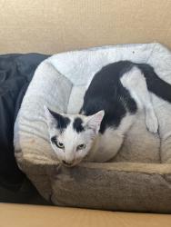 Found/Stray Male Cat last seen Revere and Alexander/Craig North Las Vegas, North Las Vegas, NV 89032