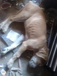 Found/Stray Female Dog last seen Grangeville 10ave, Hanford, CA 93230