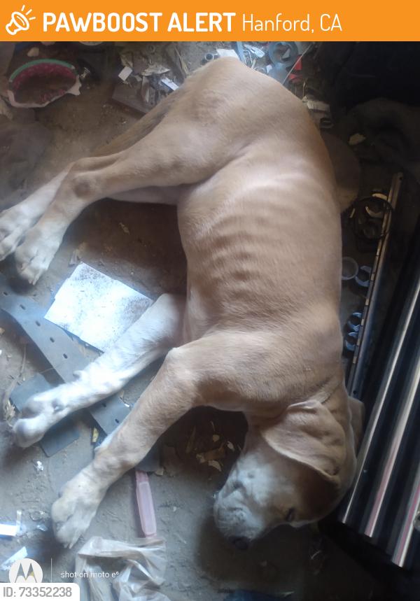 Found/Stray Female Dog last seen Grangeville 10ave, Hanford, CA 93230