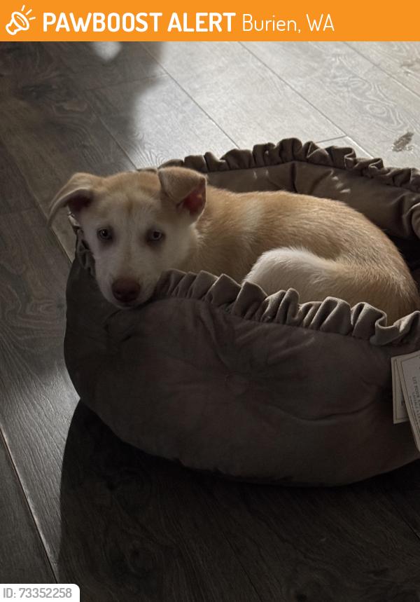 Found/Stray Male Dog last seen Near Highline playing fields, Burien, WA 98166