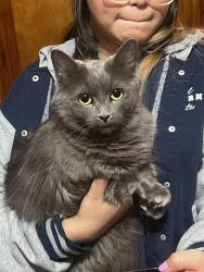 Reunited Female Cat last seen Cermak and California, Chicago, IL 60608