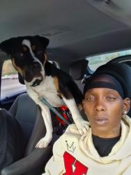 Reunited Male Dog last seen Myrick Street hartfield Rd, Tallahassee, FL 32301
