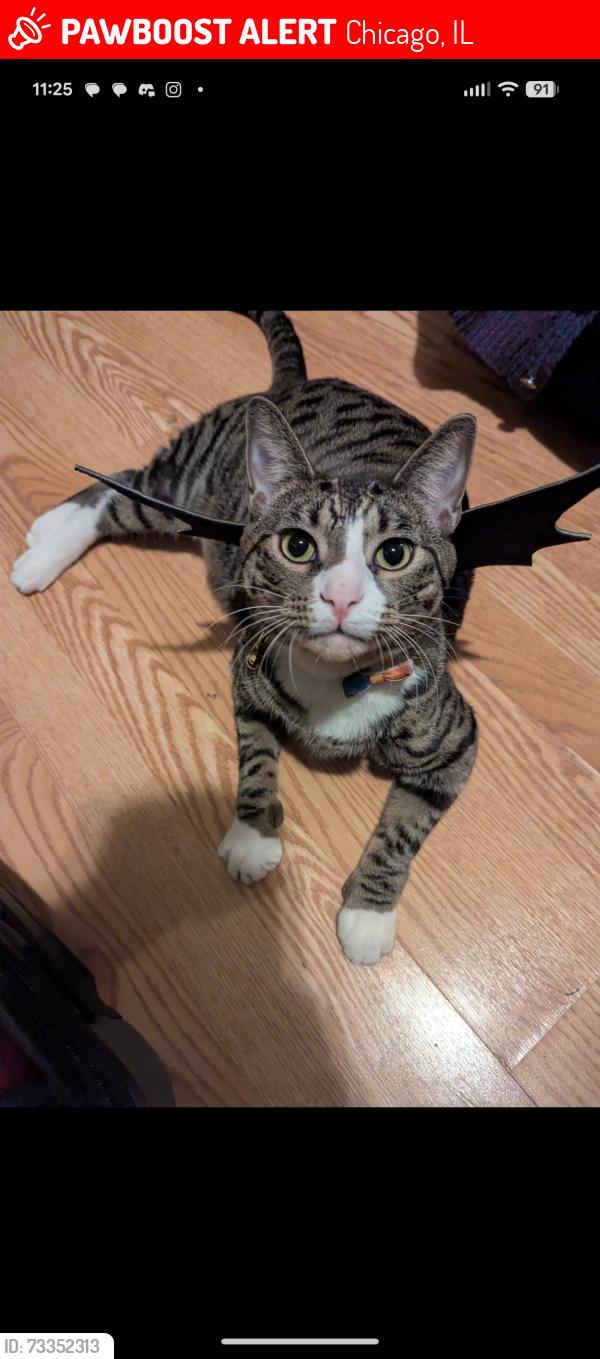 Lost Male Cat last seen Diversey and Milwaukee, Chicago, IL 60647