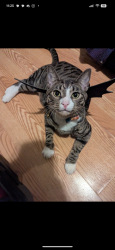 Lost Male Cat last seen Diversey and Milwaukee, Chicago, IL 60647
