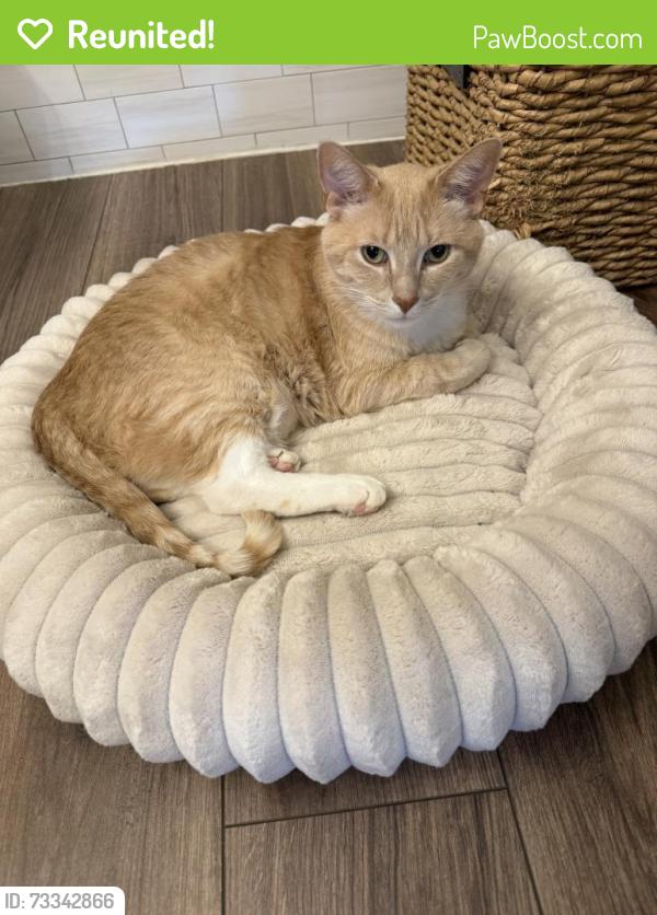 Reunited Male Cat last seen 32nd Ave, West Fargo, ND 58078