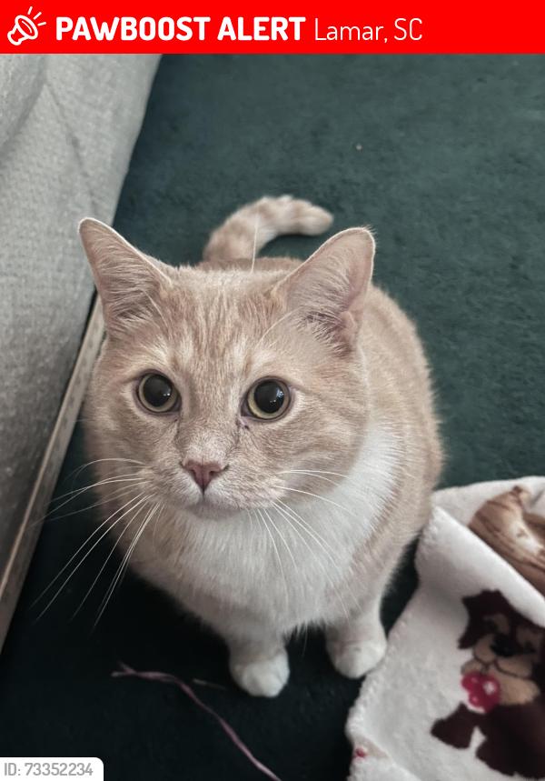 Lost Male Cat last seen Dixie Youth ball field/governor’s run golf course, Lamar, SC 29069