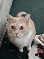 Lost Male Cat last seen Dixie Youth ball field/governor’s run golf course, Lamar, SC 29069