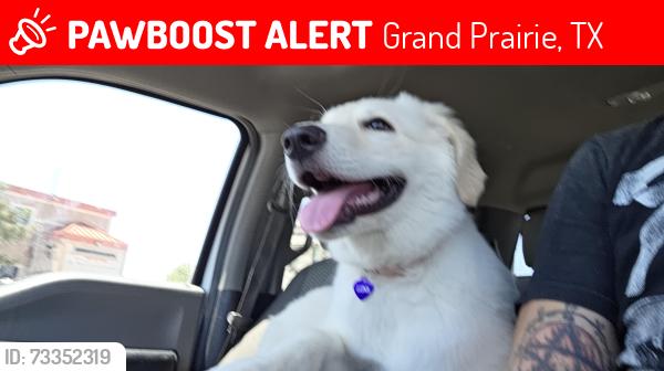 Lost Female Dog last seen Near Lexington Circle grand prairie texas, Grand Prairie, TX 75050