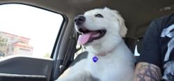 Lost Female Dog last seen Near Lexington Circle grand prairie texas, Grand Prairie, TX 75050