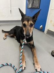 Shelter Stray Female Dog last seen Beacon Ave S & 15th Ave S, Seattle, WA, 2061 15th Ave W, Seattle, WA 98119, USA