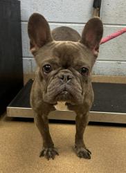 Shelter Stray Female Dog last seen Near Clairmont Rd, Atlanta, GA 30329, 30329, GA, 3280 Chamblee Dunwoody Rd, Chamblee, GA 30341, USA
