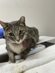 Shelter Stray Male Cat last seen Near COLOMA RD, Rancho Cordova, CA, 6201 Florin Perkins Rd, Sacramento, CA 95828, USA
