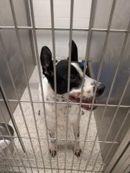 Shelter Stray Male Dog last seen Near Bolfair Dr NW, Atlanta, GA, 1251 Fulton Industrial Blvd NW, Atlanta, GA 30336, USA