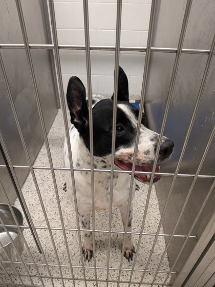 Shelter Stray Male Dog last seen Near Bolfair Dr NW, Atlanta, GA, 1251 Fulton Industrial Blvd NW, Atlanta, GA 30336, USA