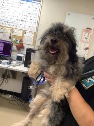 Shelter Stray Male Dog last seen Near Brewer Blvd, East District, TX, 355 Hillshire Dr, Haslet, TX 76052, USA