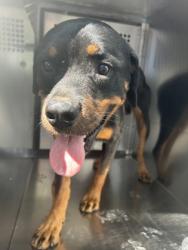 Shelter Stray Male Dog last seen Near E ROSEDALE ST, East District, TX, 355 Hillshire Dr, Haslet, TX 76052, USA
