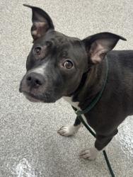 Shelter Stray Female Dog last seen Near N. Longwood St., 21223, MD, 2490 Giles Rd, Baltimore, MD 21225, USA