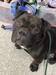 Shelter Stray Male Dog last seen Labyrinth Rd & Williamson Ave, 21215, MD, 2490 Giles Rd, Baltimore, MD 21225, USA