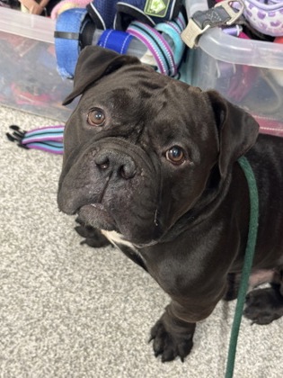 Shelter Stray Male Dog last seen Labyrinth Rd & Williamson Ave, 21215, MD, 2490 Giles Rd, Baltimore, MD 21225, USA