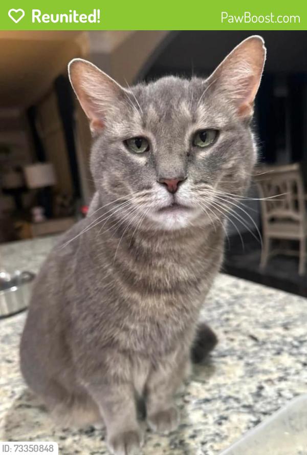 Reunited Female Cat last seen E Georgia Rd and Scuffletown Rd, Simpsonville, SC 29681