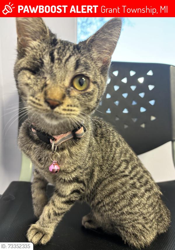 Lost Female Cat last seen Norman Rd / Gibbons Rd, Grant Township, MI 48032