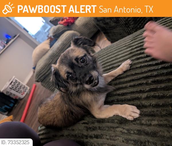 Found/Stray Male Dog last seen Starcrest and 410, San Antonio, TX 78217
